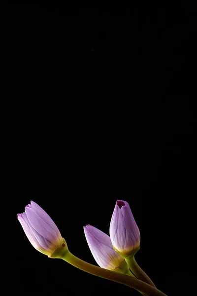 Hermosas Flores Con Pétalos Morados Aislados Sobre Fondo Negro — Foto de Stock