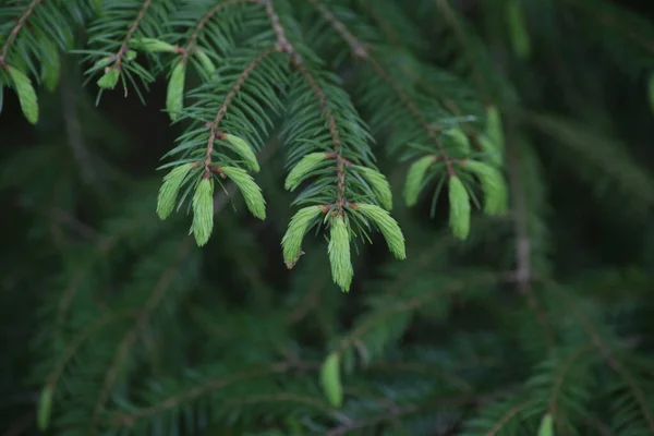 Closeup Shot Spruce Tree Buds — Stock Photo, Image