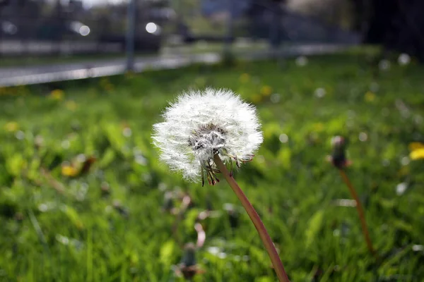 Close Shot Blowball Common Dandelion Grass Background — Stock Photo, Image