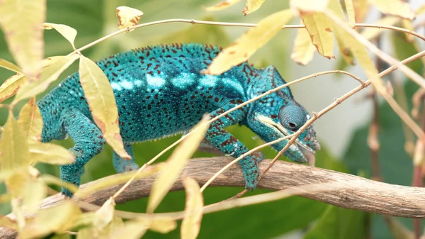 青緑のカメレオンが木の枝を這って背景をぼかして — ストック写真