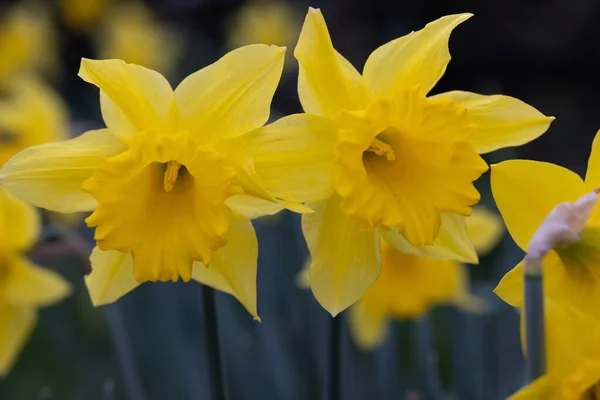 Close Das Flores Daffodil Crescendo Jardim Fundo Embaçado — Fotografia de Stock