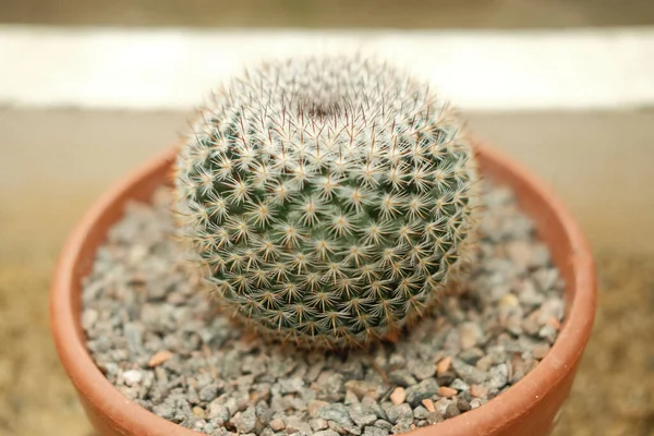 Primer Plano Cactus Mammillaria Una Olla —  Fotos de Stock