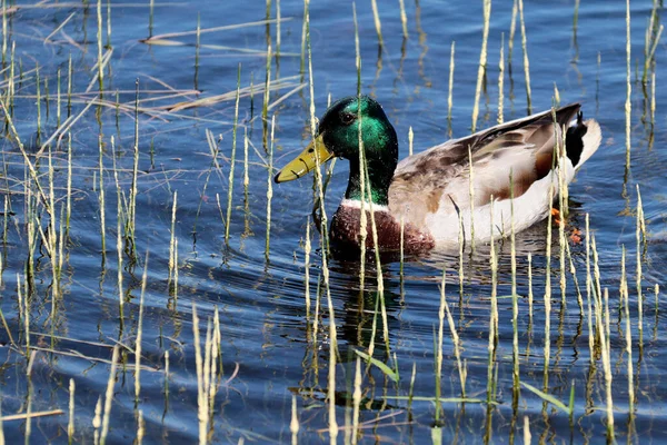 Nahaufnahme Einer Stockente Schilf — Stockfoto