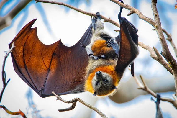 Närbild Mor Fladdermus Och Ungdom Hängande Liten Gren — Stockfoto