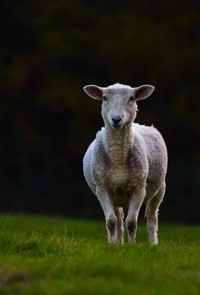 緑の牧草地に羊の選択的フォーカスショット — ストック写真