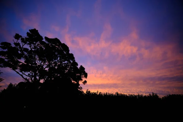 Beau Cliché Ciel Coucher Soleil Plein Nuages Grand Nombre Arbres — Photo