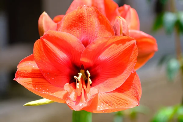 Close Flores Amaryllis Florescendo Jardim Luz Solar Brilhante Com Fundo — Fotografia de Stock