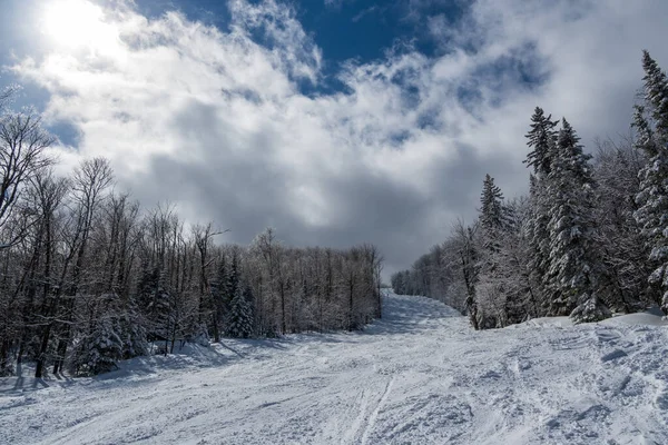 Een Laag Uitzicht Een Prachtig Bos Winter — Stockfoto