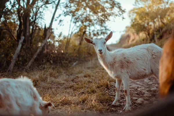 Tiro Perto Uma Cabra Branca Num Quintal Cheio Árvores — Fotografia de Stock