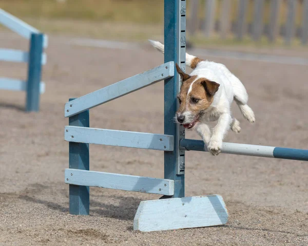 Jack Russell Terrier Átugrik Egy Mozgékonysági Akadályt Mozgékonysági Verseny — Stock Fotó