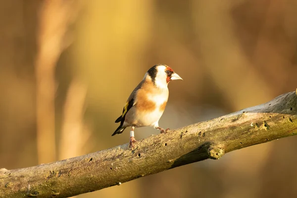 Söt Färgglad Goldfinch Fågel Står Gren Med Suddig Bakgrund — Stockfoto