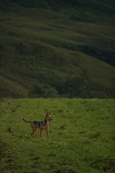 Een Verticaal Schot Van Een Hond Een Grote Groene Weide — Stockfoto