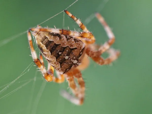 Närbild Bild Europeisk Trädgård Spindel Hängande Från Spindelnät Suddig Grön — Stockfoto