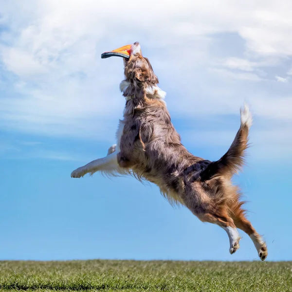 Gros Plan Chien Jouant Sur Champ Herbe — Photo