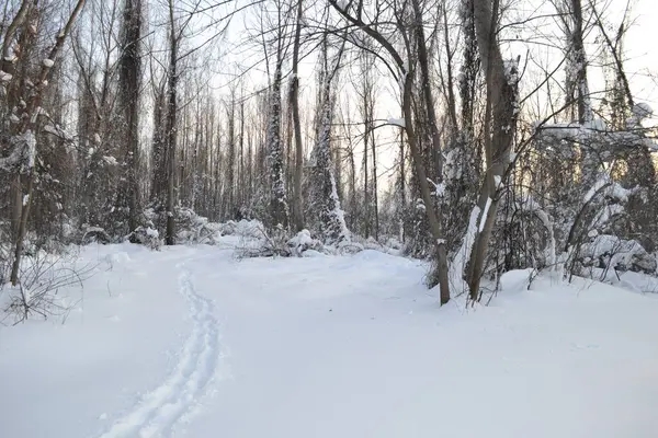 Una Vista Panorámica Los Árboles Con Ramas Desnudas Cubiertas Nieve —  Fotos de Stock