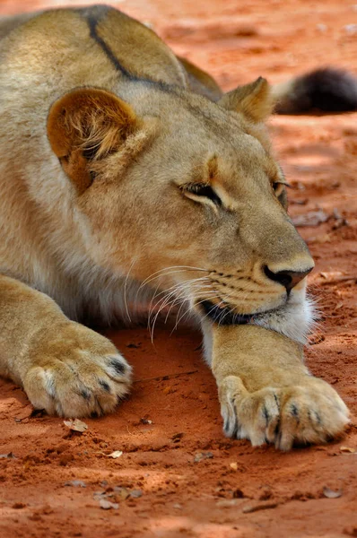 Vertical Shot Young Lioness Conservation Area Victoria Falls Zambia Africa — Stock Photo, Image