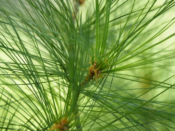 Een Close Shot Van Groene Planten Groeien Munsinger Garden — Stockfoto