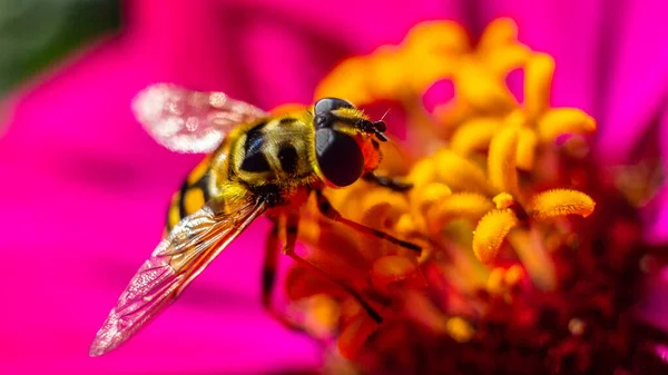 Gros Plan Une Abeille Qui Collecte Pollen Une Fleur — Photo