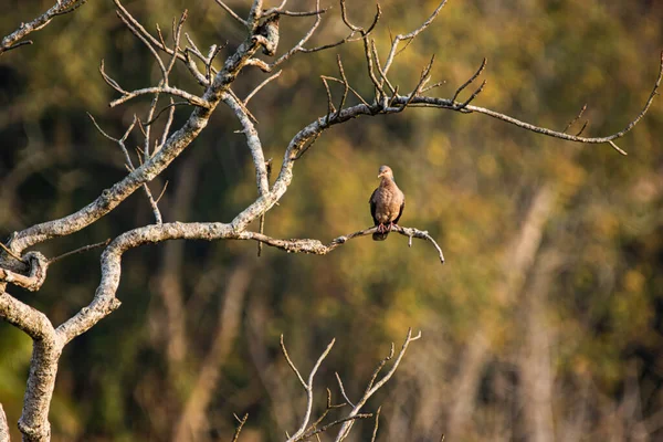 Eine Selektive Fokusaufnahme Eines Streptopelia Vogels Auf Einem Ast — Stockfoto