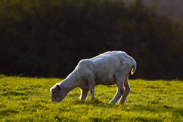 Mise Point Sélective Mouton Sur Pâturage Vert — Photo