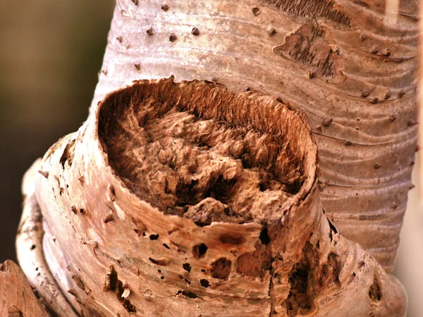 Tiro Close Casca Árvore Pandanus — Fotografia de Stock