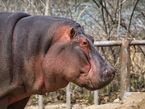 Nahaufnahme Eines Flusspferdes Zoo Von Kansas City — Stockfoto