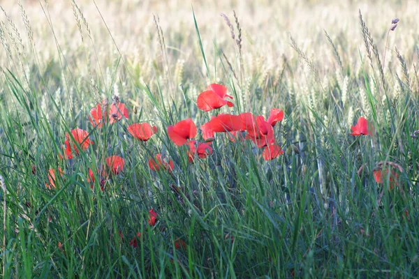 Closeup Shot Blooming Red Poppy Flowers Surrounded Grass — Stock Photo, Image