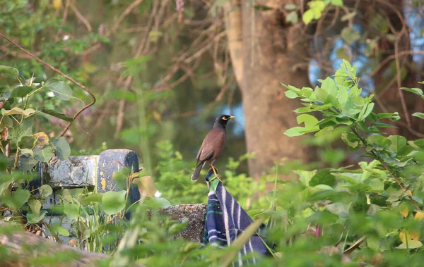 Belo Tiro Uma Myna Comum Empoleirado Poste Madeira Coberto Com — Fotografia de Stock