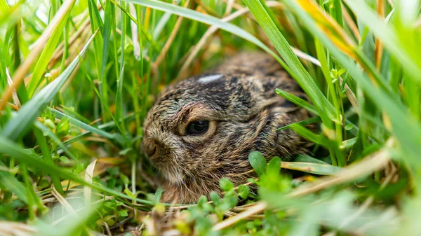 Primer Plano Una Linda Liebre Europea Escondida Hierba Prado —  Fotos de Stock