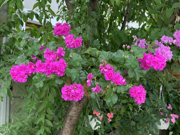 Virágzó Rózsaszín Muskátli Virágok Egy Zöld Leveles Bokron — Stock Fotó