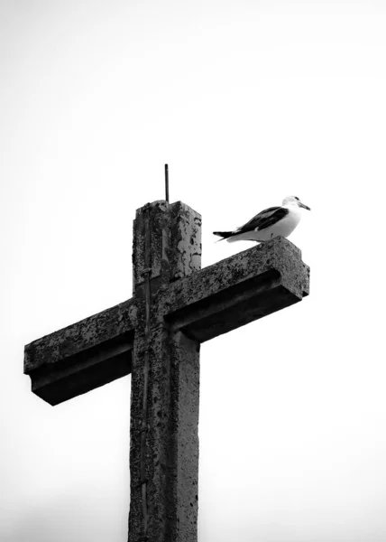 Low Angle Grayscale Shot Stone Cross Bird Standing Isolated White — Stock Photo, Image