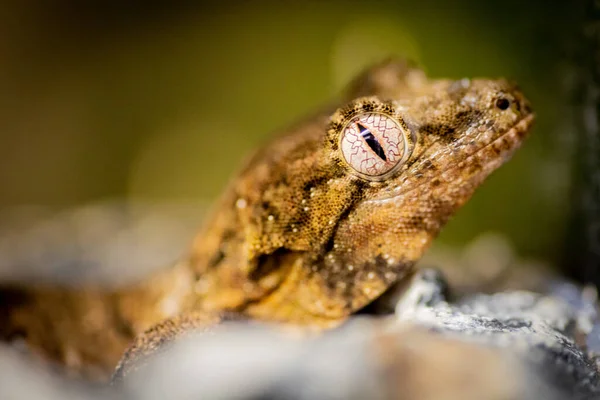 Närbild Bild Baby Gargoyle Gecko — Stockfoto