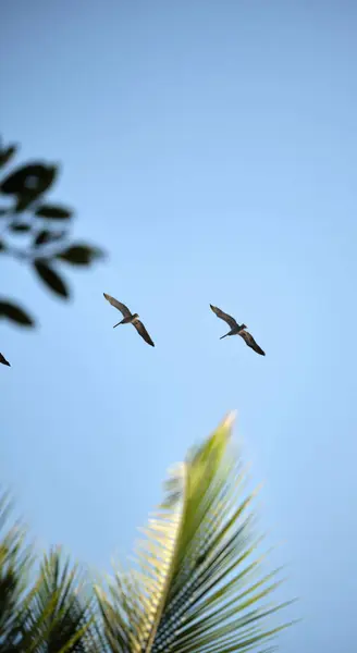 Plan Vertical Deux Oiseaux Volant Dans Ciel Bleu — Photo