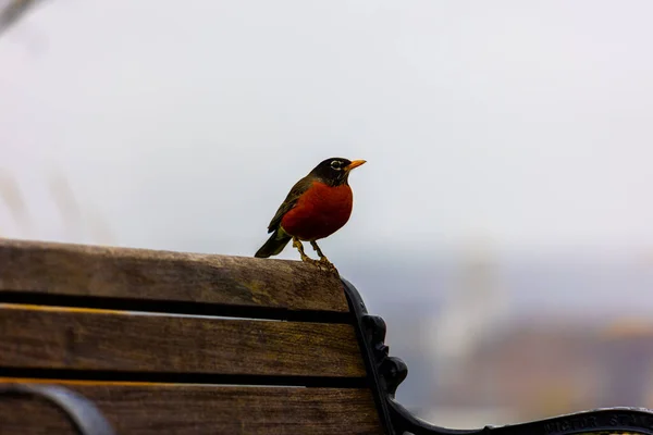Селективный Снимок Птицы Малиновки Сидящей Деревянной Скамейке — стоковое фото