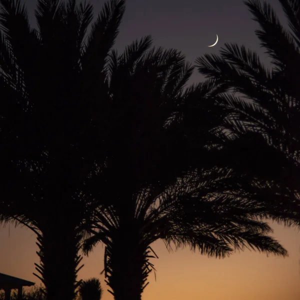 Silhouette Shot Palm Trees Crescent Phase Moon Background — Stock Photo, Image