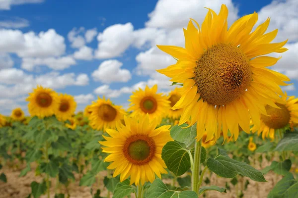 Closeup Bright Sunflowers Field Selected Focus — Stock Photo, Image