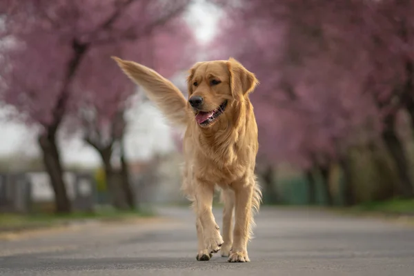 Foco Raso Cão Golden Retriever Andando Parque Com Árvores Florescentes — Fotografia de Stock