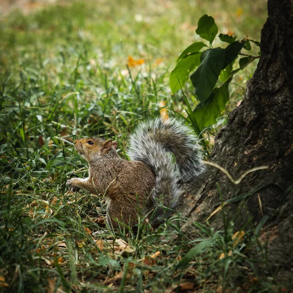 一只棕色松鼠站在树皮附近的草地上的特写镜头 — 图库照片