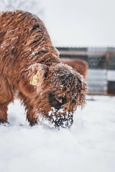 Pionowe Zbliżenie Słodkiego Góralskiego Dziecka Bydła Wąchającego Śnieg — Zdjęcie stockowe