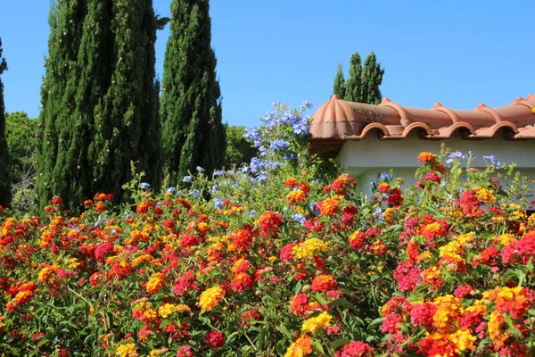 Una Hermosa Foto Coloridas Flores Jerusalén Jardín — Foto de Stock