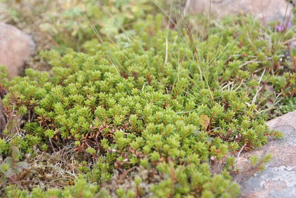 Plan Rapproché Herbe Des Rochers Sol — Photo