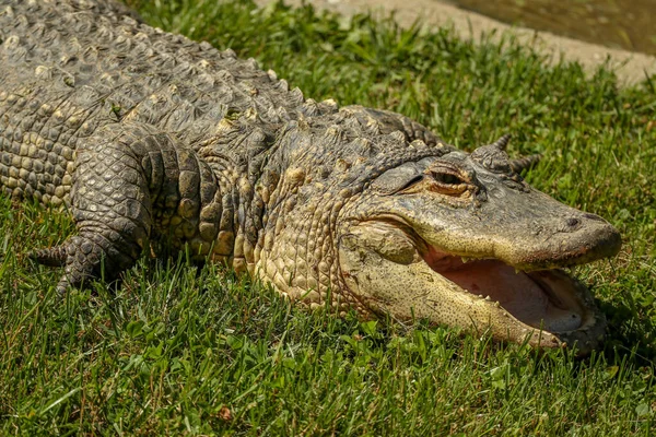 Close Jacaré Americano Alligator Mississippiensis Deitado Grama Parque Zoológico Safári — Fotografia de Stock