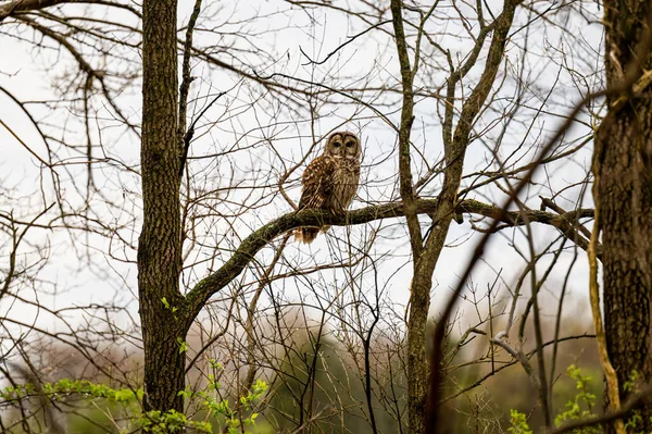 在阴郁的一天 一个被禁止的猫头鹰的特写栖息在一根光秃秃的树枝上 — 图库照片