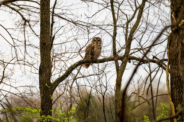 暗い日に木の裸の枝に刺さフクロウのクローズアップ — ストック写真