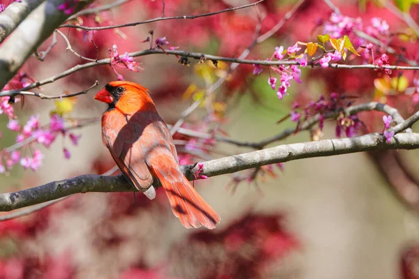 Selective Focus Canary Red Cardinal Perched Bloomed Tree Branch — Stock Photo, Image