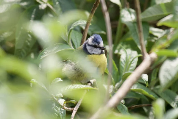 Hermoso Pajarito Parado Árbol Entre Las Hojas Verdes — Foto de Stock