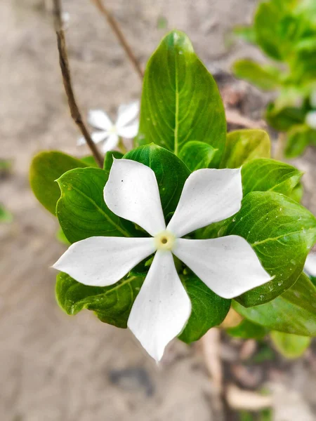 Primo Piano Pervinca Bianca Fiore — Foto Stock