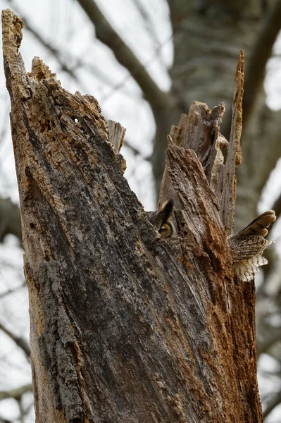 Closeup Great Horned Owl Nesting Broken Tree Top — Stock Photo, Image