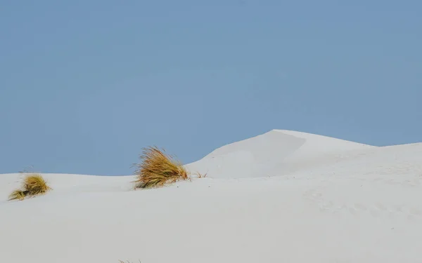 Крупный План Сосны Белом Песке — стоковое фото