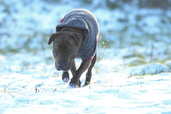 A shallow focus shot of a Staffordshire Bull Terrier dog wearing blue sweater walking on snow in bright sunlight with blurred background